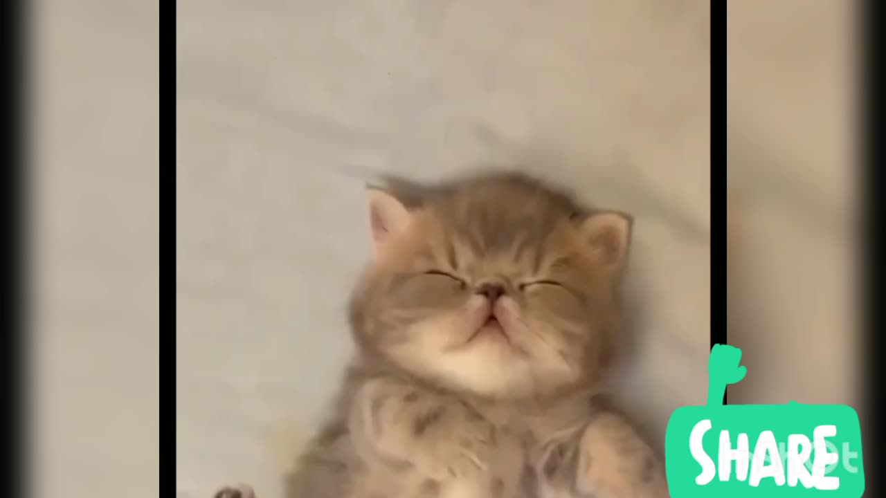 Cat funny video