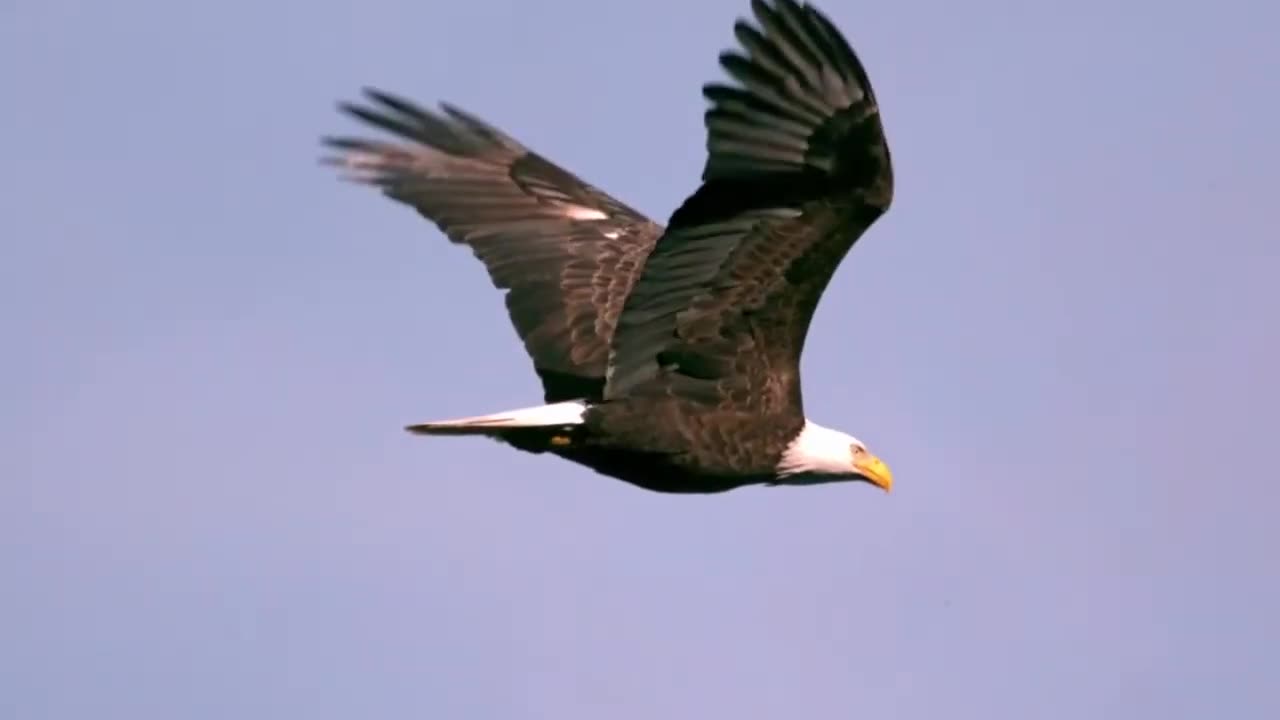 No Copyright Eagle Flying in slow motion video