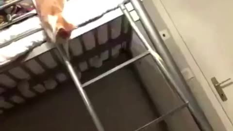 Cat Going Downstairs Fail