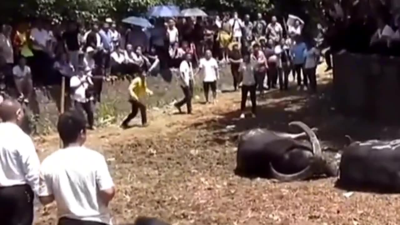 Black bull fighting