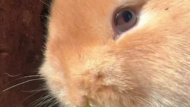 Rabbit eats original sound, heals people's hearts