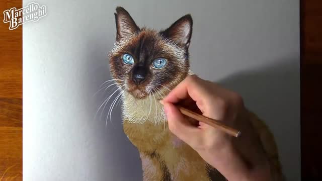 Depict The Color Shape Of A Cat's Beard