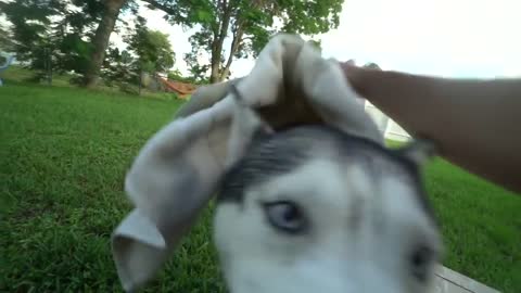 Husky LOVES His Big Pool!