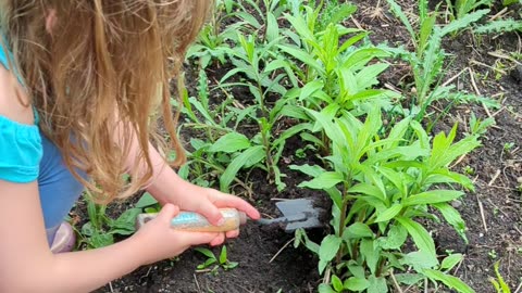 Layla working in the garden 5/14/2023