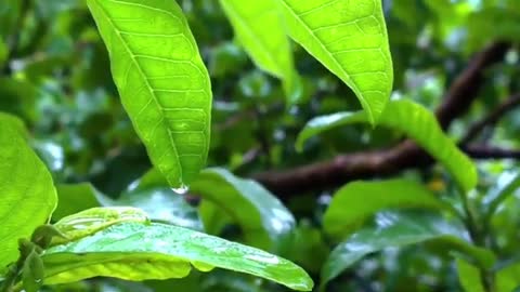 Relaxing Rain Music 30 Seconds|Rainy Day Status Video Download|Rain Background Music 30 Seconds|
