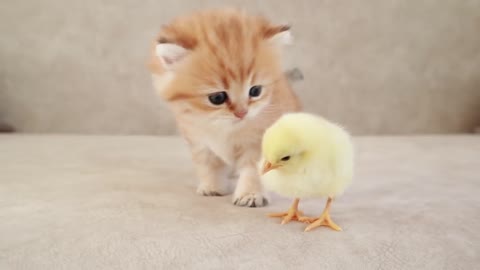 Fluffy orange meets with the yolk 🐥