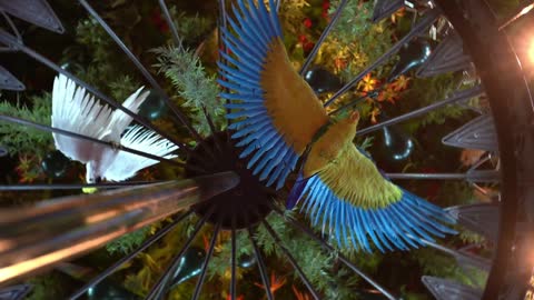 Beautiful birds