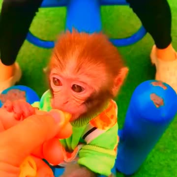 Adorable Monkeys, animal, monkey, pets, funny, cute monkey, baby monkey, lovely monkey #14