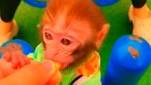 Adorable Monkeys, animal, monkey, pets, funny, cute monkey, baby monkey, lovely monkey #14