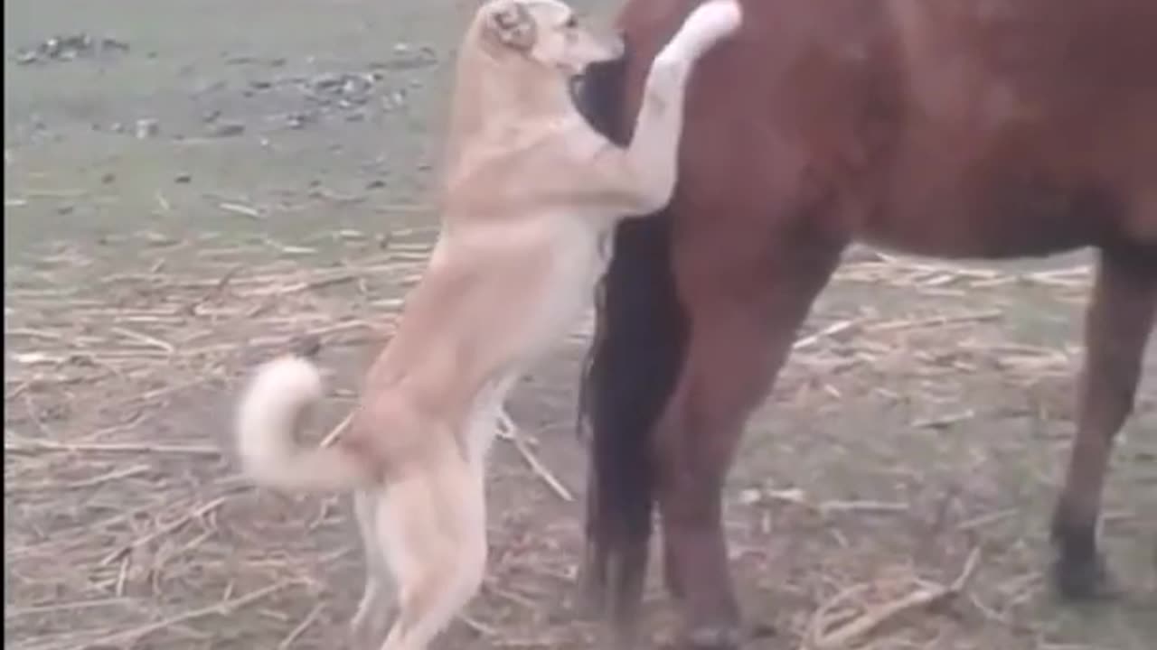 Horse's Kick Vs The Dog's Sad End | Fail Of The Month | Funny Trends