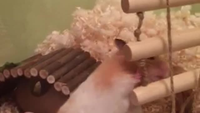 Hamster climbs ladder to escape cage