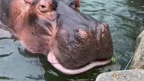 hippo