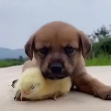 Try Not To Laugh _ Funny Dogs Videos Compilation _ Adorable Dogs -- (new dog video)