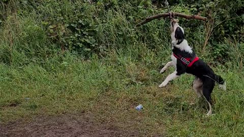 Mylo on the rope swing