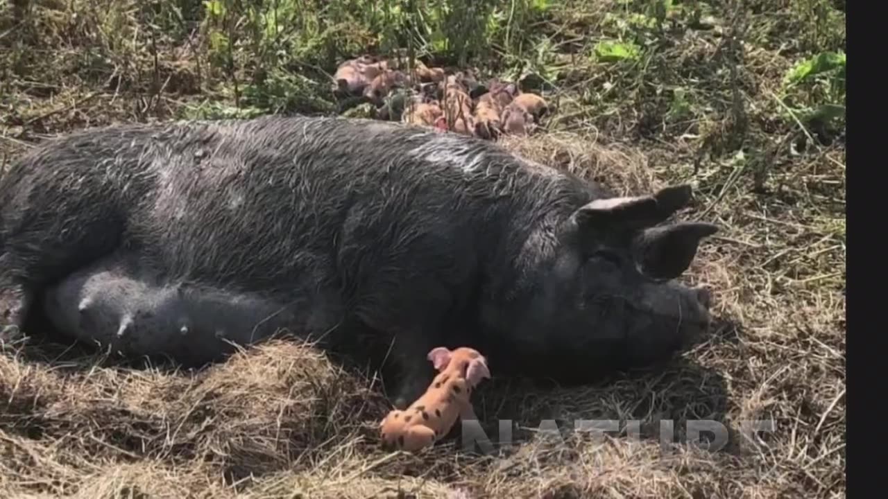 Updated video for an amazing farmer in the Netherlands: Noordoogst.org