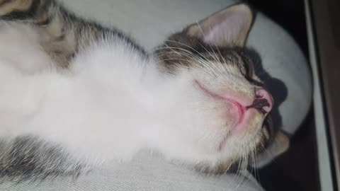 Fun with cat 🐱😁#2023