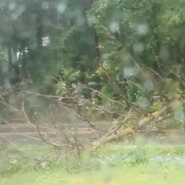 Already got some 🌴🌲 snappage going on