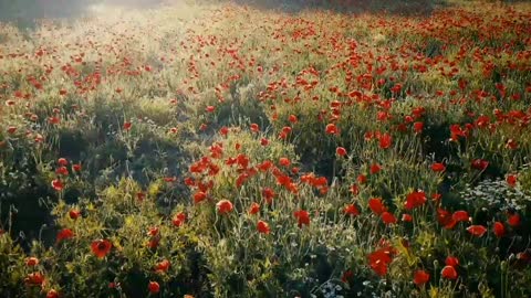 Red flower 🌹