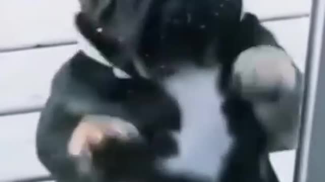 funny dogs. Laughter, 😄😄😂