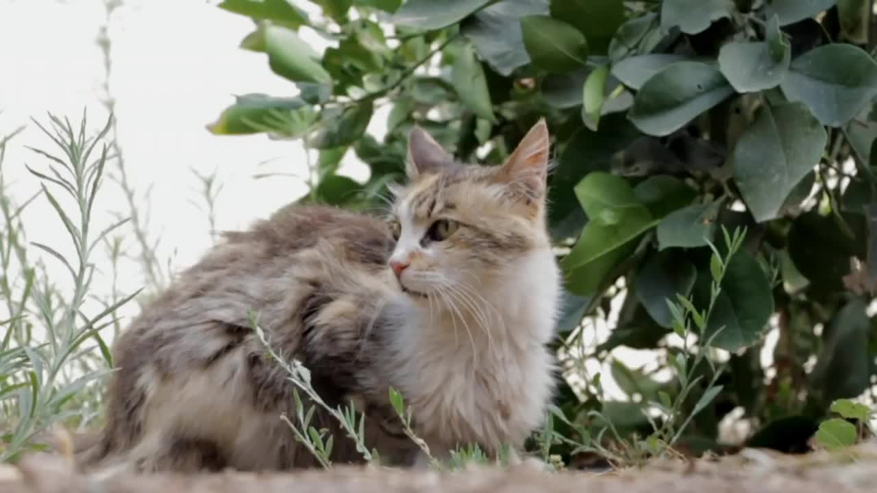 Beautiful cat walking in garden of house