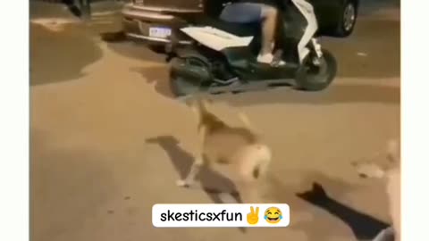 Funny Video With Dogs