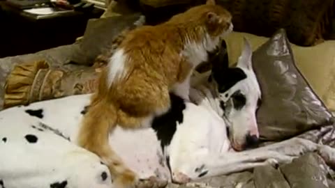 Happy cat gives Great Dane loving massage