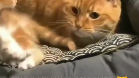 Baby cat is shocked