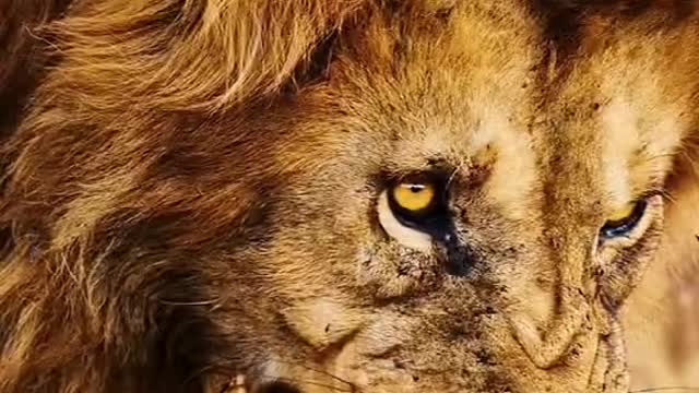 Animal impression male lion