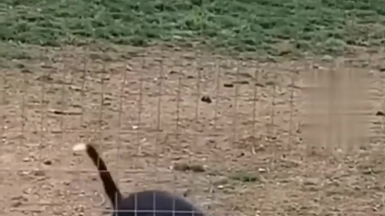 Animal Funny Video