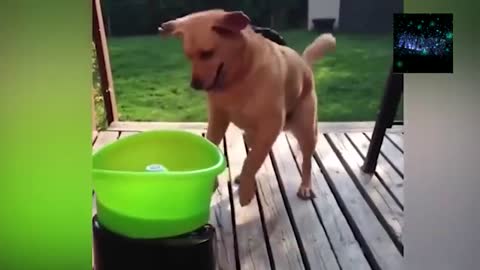 Funny Ideas awaken FriendsTOP Funny Animals Vines