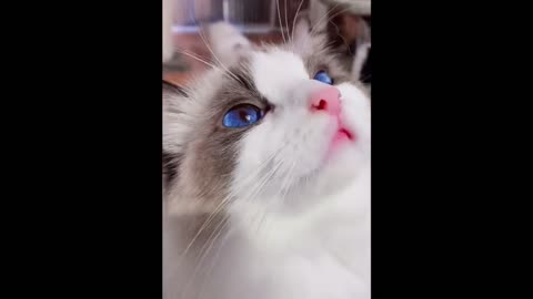 Gato Olho Azul