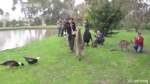 Funny Different Animals Chasing and Scaring People