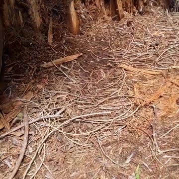 The "Grant grove" is so impressive with the big Sequioa trees. 5/8/23