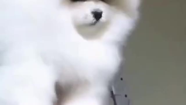 #Funniest Animals Real 😹 - Best Of The 2020 #Funny Animals Videos - Try Not To Laugh