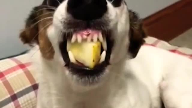 Funny angry cute dog