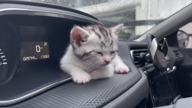 The little cat sitting in the car