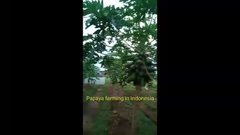 Papaya farming in Indonesia