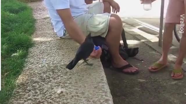 A Very Smart Bird - Thirsty crow comes to humans for help