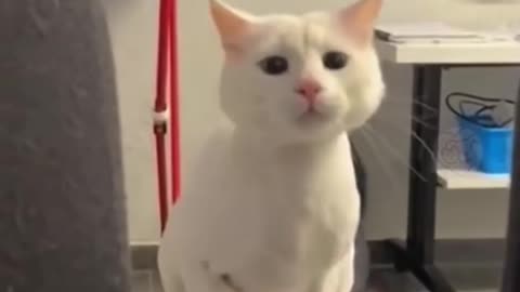 Funny cat