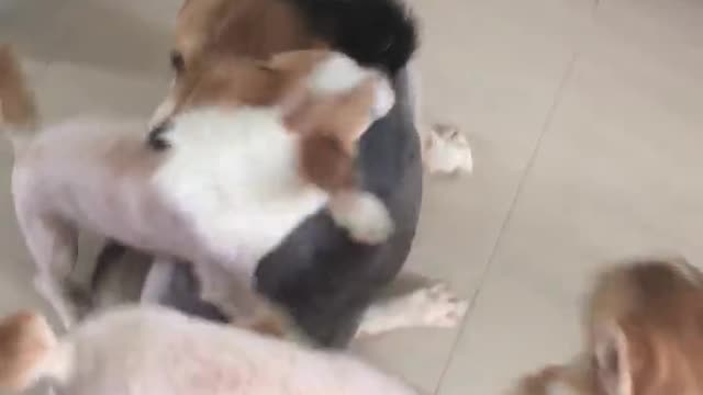 Corgi funny video