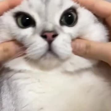 Funny cat videos - cute cats - Try not to laugh - Cat videos