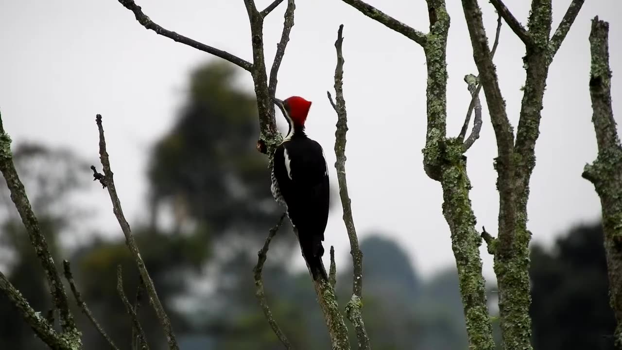 tropical bird