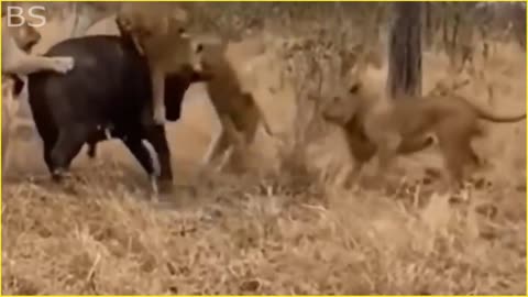 The Greatest Fights In The Animal Kingdom | Lion VS Buffalo