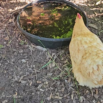 OMC! Whitey the hen defends her blade of grass from Orpington number four.
