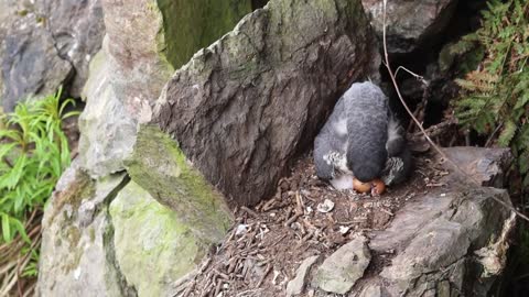 Peregrine Falcon Nesting 4k HQ