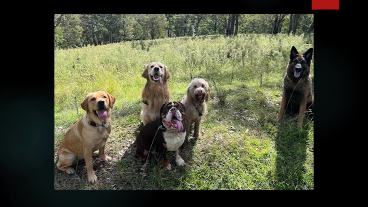 Best Dog Boarding in North Bondi