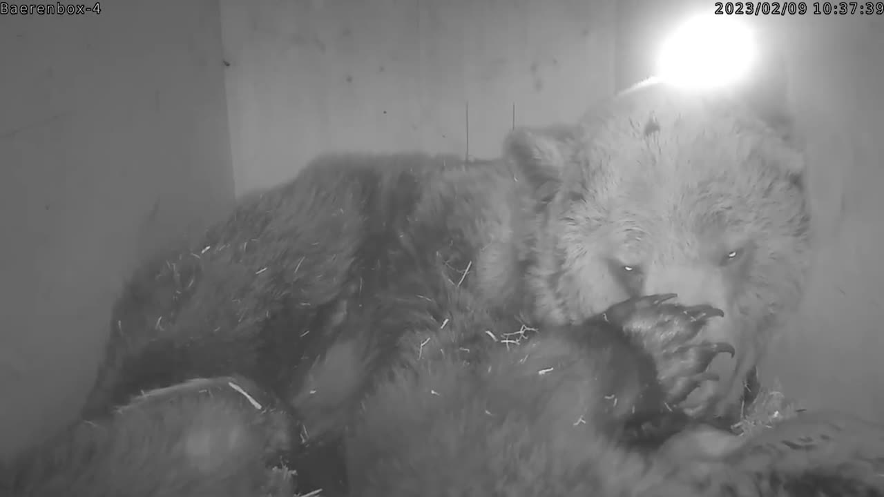 Brother And Sister Bears That Survived Horror Ordeal Together In Tiny Cage Remain Inseparable Pals