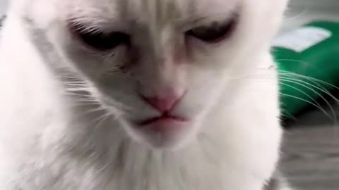 Funny_animals_-_cats_and_dogs_#shorts