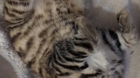 Sleeping kitten Bolo
