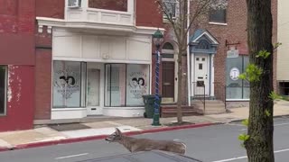 Deer Breaks Through Tattoo Shop's Window